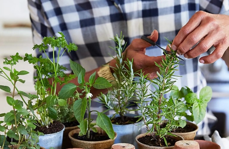 The Benefits of Gardening for Seniors