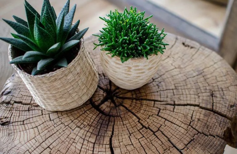 Refresh Your Space With Easy Care Indoor Plants