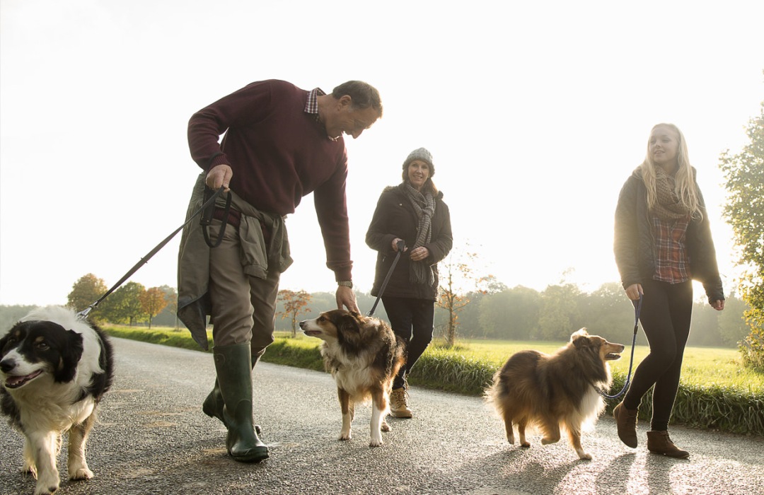 Family walking their pet dogs along a road in the morning.