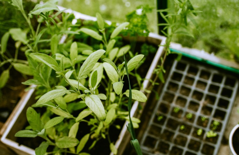 Creating a Wildlife-Friendly Patio Garden