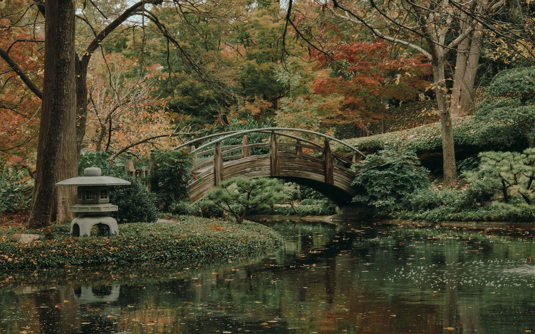 botanical garden scene in front of a water feature and bridge among lots of trees