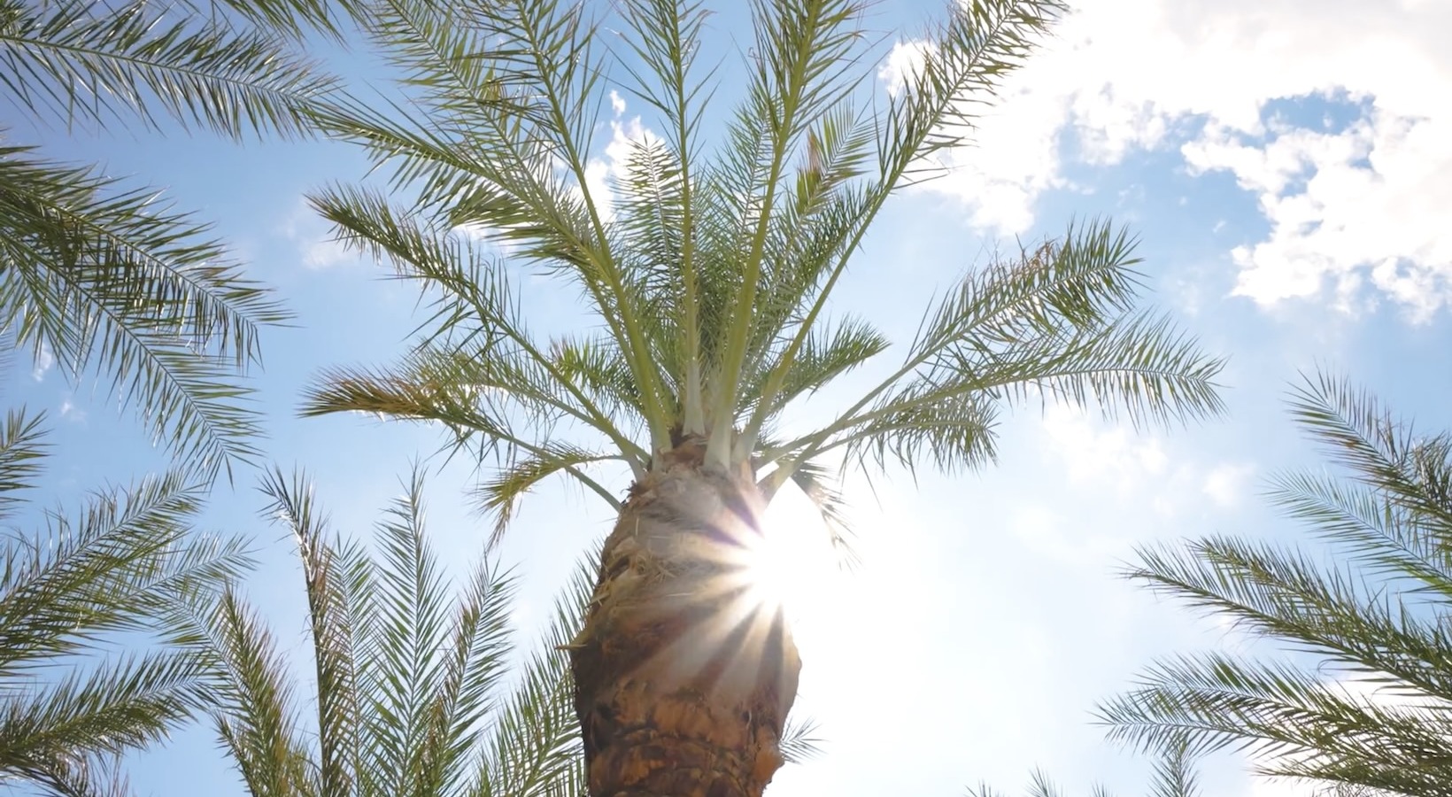 Love where you live palm tree and a bright sun ray