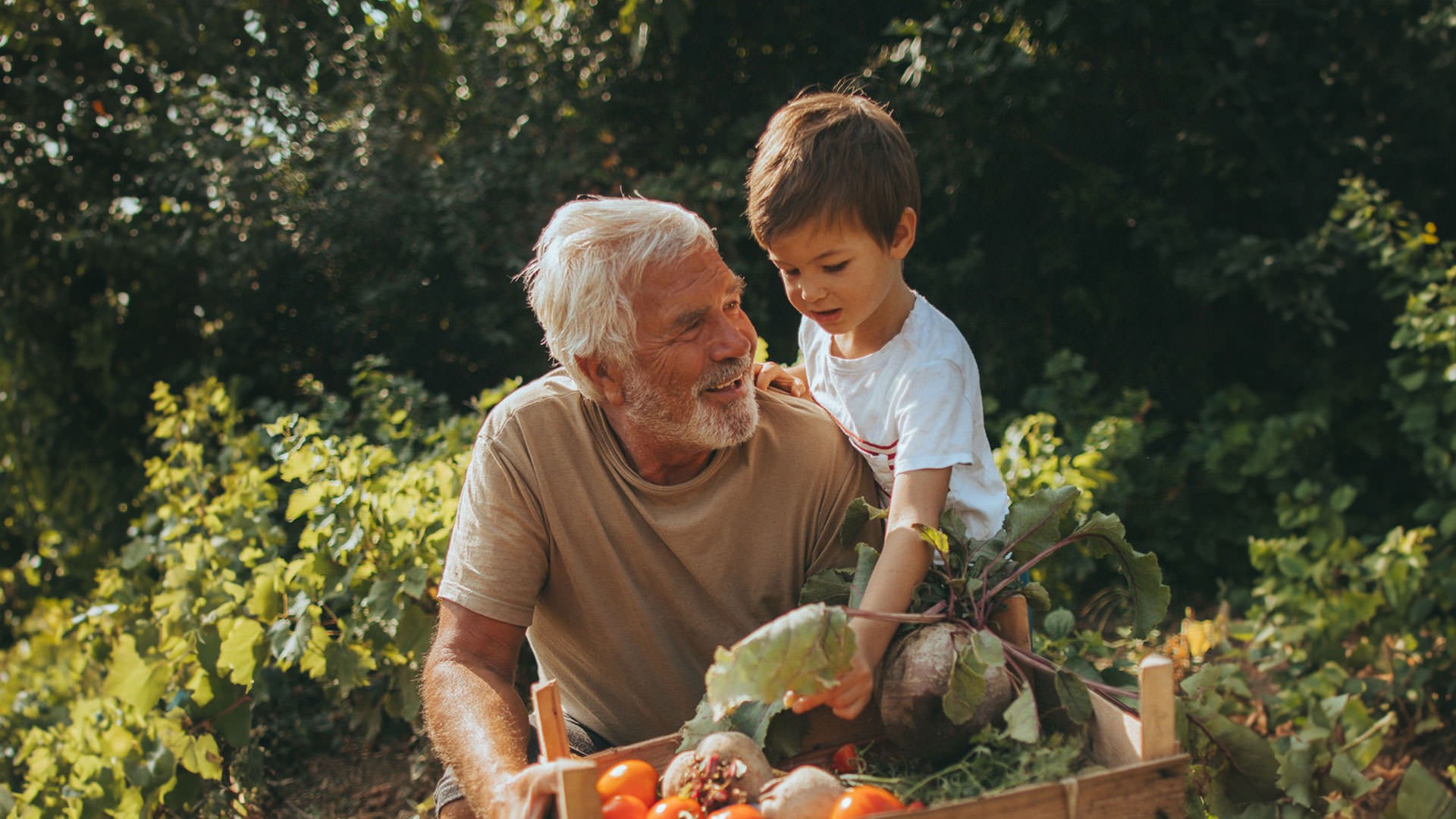 grandpa and son picking fruits in an orchard