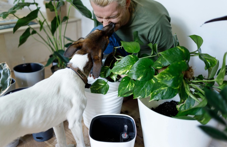 A dog licking a man's nose, surrounded by plants