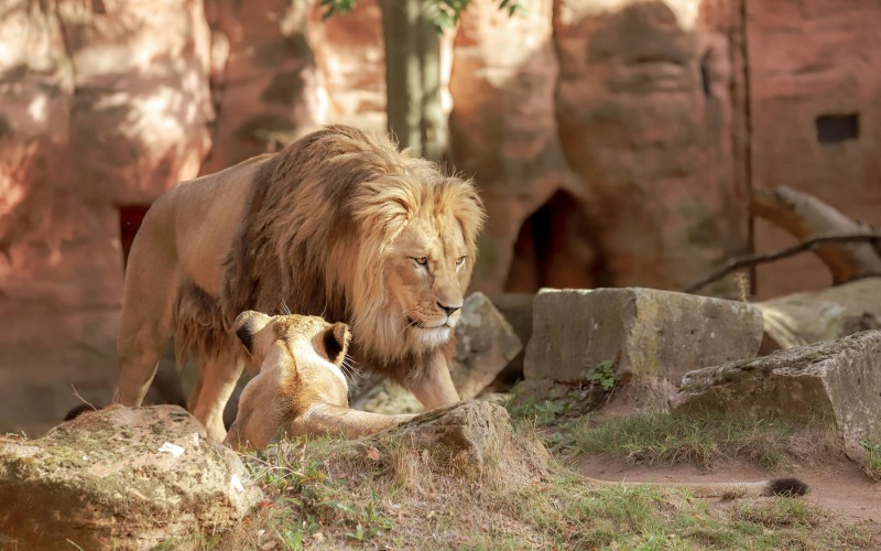 zoomed in image of one lion laying down and one male lion standing
